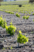 Argyros Estate