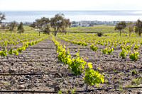 Argyros Estate
