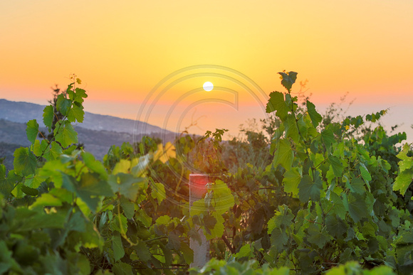 Vineyard at Ikaria island