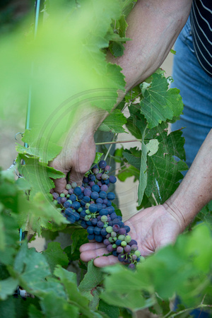 Vineyard at Ikaria island