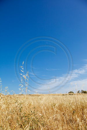 Naxos' fields May