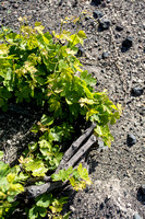 Argyros Estate