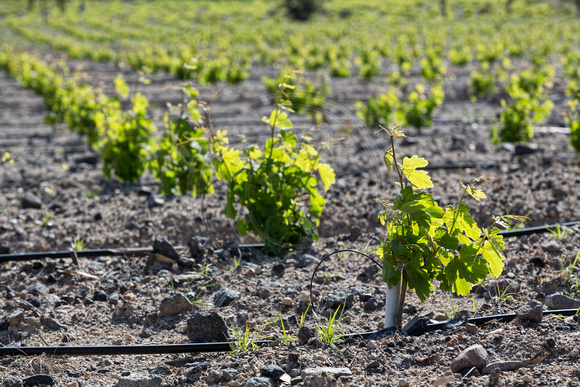 Argyros Estate
